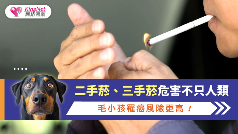 二手菸、三手菸危害不只人類　毛小孩罹癌風險更高！