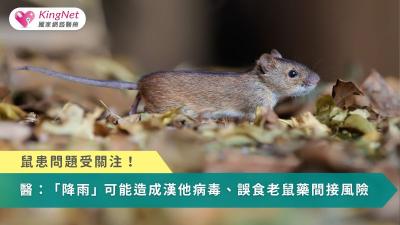 鼠患問題受關注！　醫示警：降雨可能造成漢他病毒、誤食老鼠藥間接風險