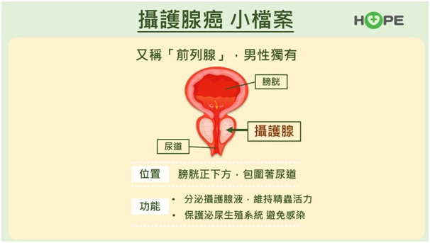 攝護腺又稱前列腺，男性獨有，在膀胱正下方包覆著尿道，負責分泌攝護腺液以維持精蟲活力、保護泌尿生殖系統避免感染