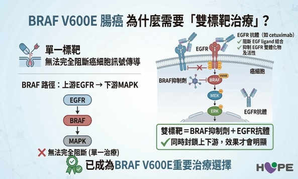 BRAF V600E基因突變晚期轉移性大腸直腸癌為什麼需要雙標靶治療？