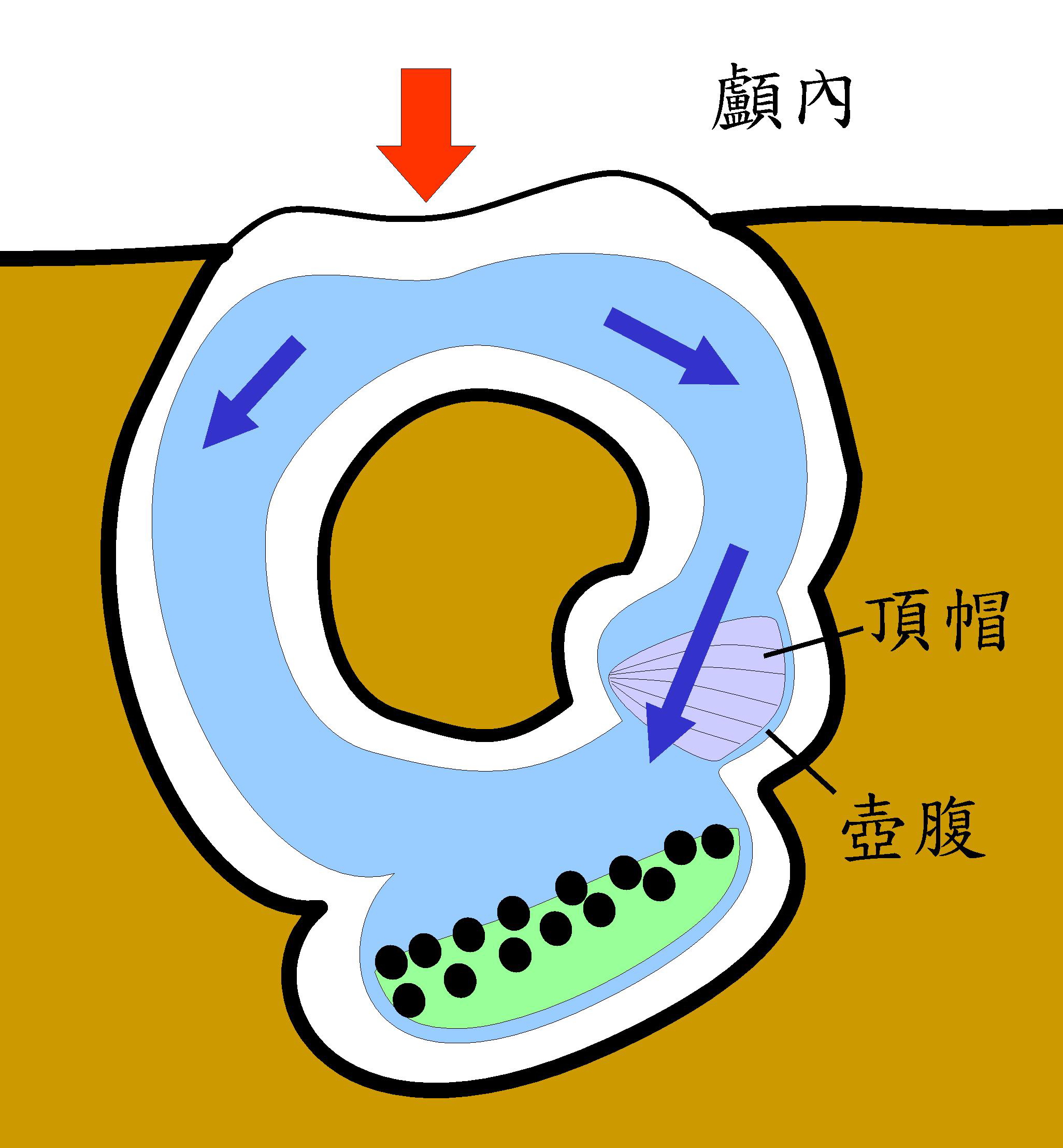 頭暈、耳鳴、噁心想吐....吃止暈止吐藥就好？！原來真正病因是這個...._圖2